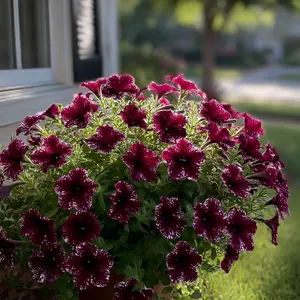 Morning glory seeds outdoor morning glory seeds climbing vine mixed color sun potted flower seeds flower species four seasons