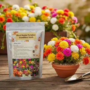 10000 +PCS (Moss Rose) Seeds -Mixed Double Portulaca Grandiflora Seeds Planting Ornaments Perennial Garden Simple to Grow Pots Gifts 51ms