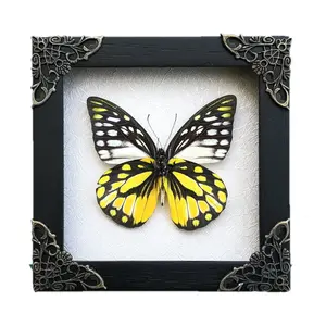 Spotted Sawtooth Butterfly Frame Mounted, Handmade Insect Art, Curiosity Cabinet Display, Aesthetic Nature Collectible, Unique Gift, Interior Decoration