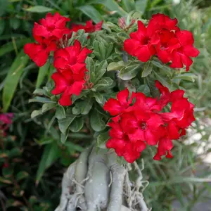 Red Desert Rose Plant Live,  Adenium Obesum Desert Rose Plant, Adenium Plant, Adenium Obesum Plant Seedlings From 3 Inches Height 2 Inches Pot For Growing Outdoor