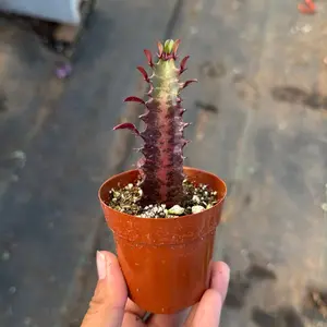Euphorbia Trigona Rubra Red Cactus Succulent 3 inch pot Euphorbia Trigona Rubra Red Cactus Succulent 3 inch pot