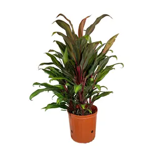 Cordyline Kiwi Ti Plant - Live Plant in an 10 Inch Growers Pot - Cordyline Fruticosa 'Kiwi' - Florist Quality Beautiful Indoor Outdoor Air Purifying Houseplant