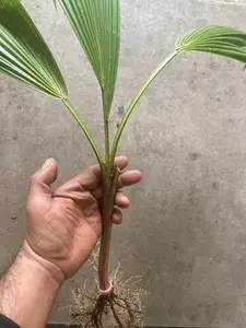 Mexican Fan Palm Tree Seedling Live Plant Bare Root