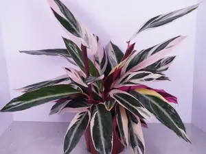 Stromanthe Triostar 6” | Pink Variegated Prayer Plant | Live Plant