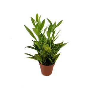 Croton Gold Dust- Live Plant in a 4 Inch Pot - Codiaeum Variegatum 'Gold Dust' - Beautiful Easy Care Indoor Houseplant