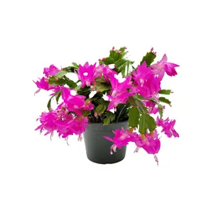 6" Pot, Pink Thanksgiving Cactus, Zygocactus, Schlumbergera bridesii, Christmas Cactus - Flowers around Thanksgiving