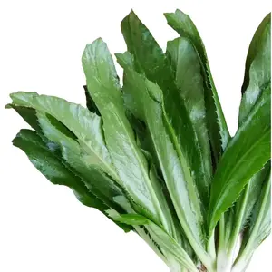 Vietnamese Culantro Seeds (Heirloom, Non-GMO) - Ngò gai