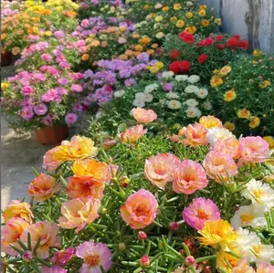 10,000+PCS Portulaca Seeds, Moss Rose Blooms Nonstop in the Sun, Mixed Double Portulaca Grandiflora Seeds, Easy to Grow, Large Blooms for Containers, Hanging Baskets, Perennial Garden Simple to Grow Pots Gifts