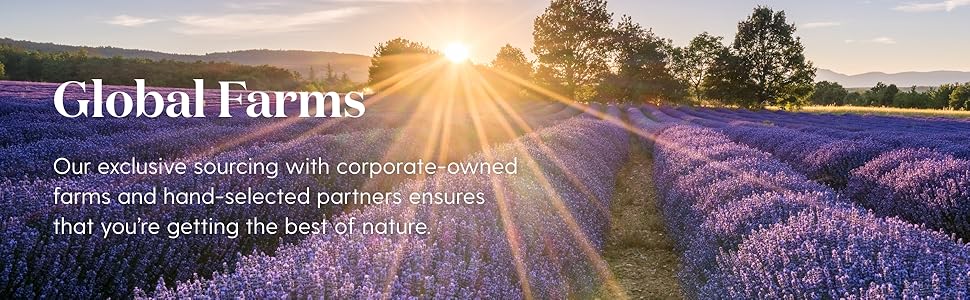 Oussiu Vetiver Essential Oil 100% Pure & Natural - Ideal for Aromatherapy & Relaxation - Vegan & Gluten-Free - Fitness Healthcare Wellness Healthy