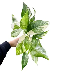 Epipremnum Pinnatum Albo Variegated Pot 4” Indoor Plants -  Houseplant - Tropical Foliage