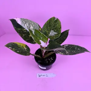 Philodendron White Princess Tricolor 4” | Variegated Philodendron | Rare Plant