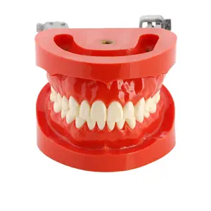 Dental Hard Glue Screw Fixation Standard: Dental Teaching Model with FE Articulator (28pcs)