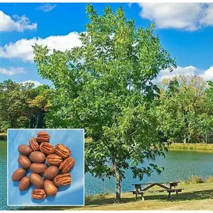 Pecan Tree - 6-12" Tall Live Seedling - Quart Pot - Hardy Pecan Nut - Carya illinoinensis