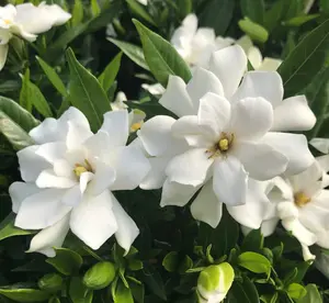 Jasmine Plant Live 5 to 7 Inches Frost Proof Jasmine Flower Planting Indoor Outdoor Perennial Garden