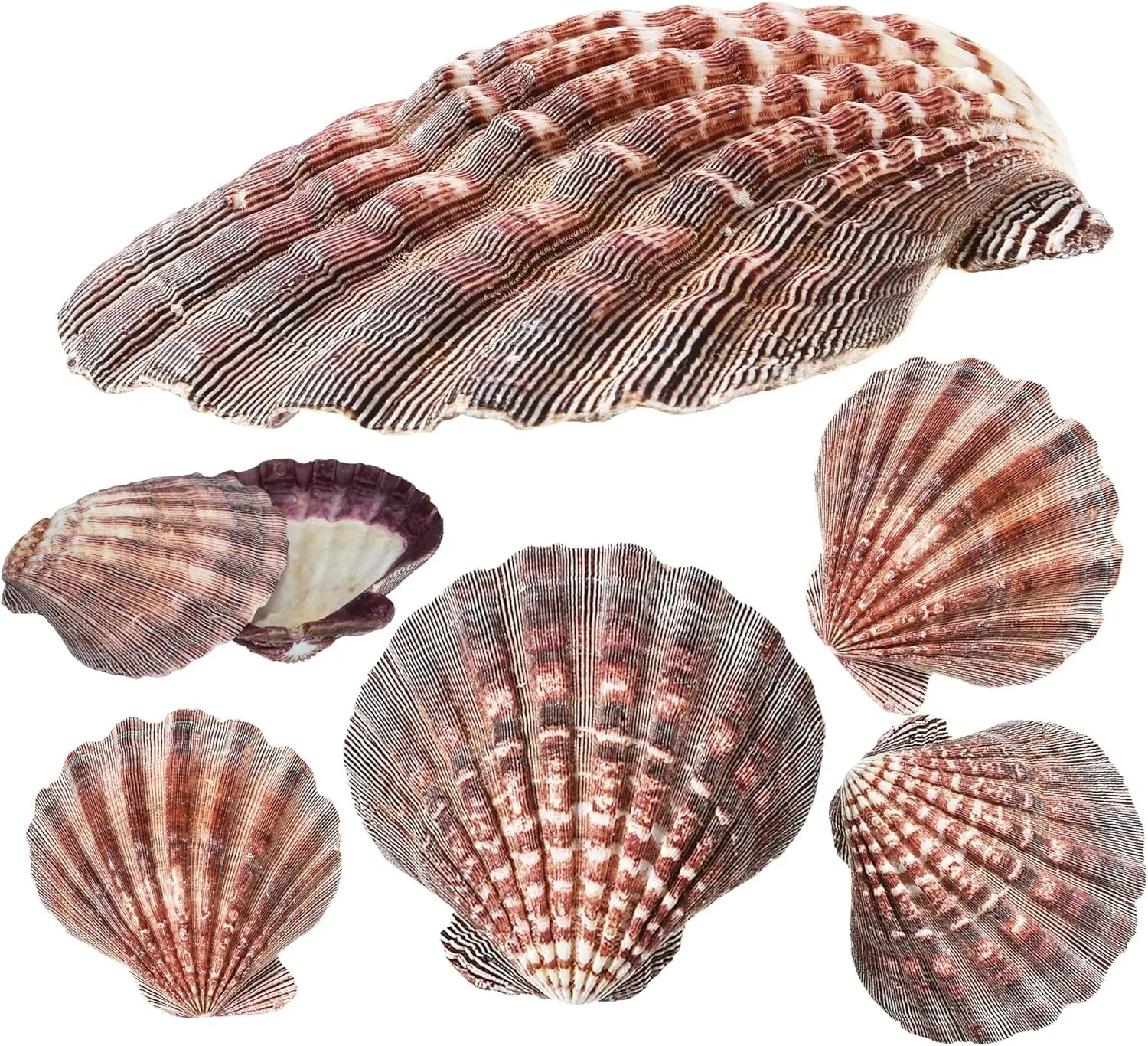 4 Piece 5-6" Lion's Paw Sea Shell，for Baking Smudging Crafts Beach Decor - Ocean Beach Seashells Perfect for Home Decoration, Art Craft, Vase Filler Fish Tank