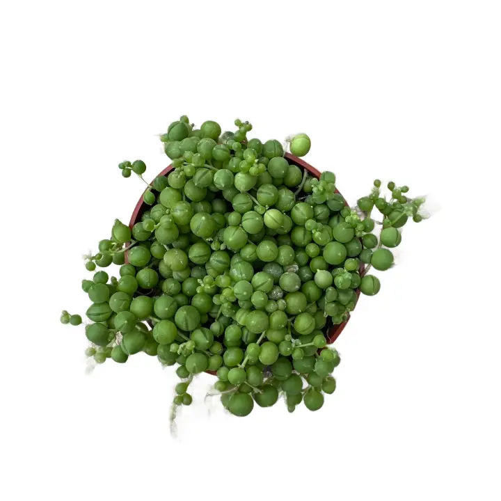 String of Pearls, 4 inch, Rosary Vine, Live Succulent Hanging Plant, Indoor Plant