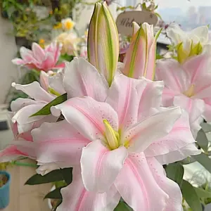 2 Rose Lily Flower Bulbs