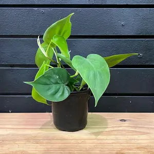 Philodendron Green Heartleaf Plant Potted 4 Inch