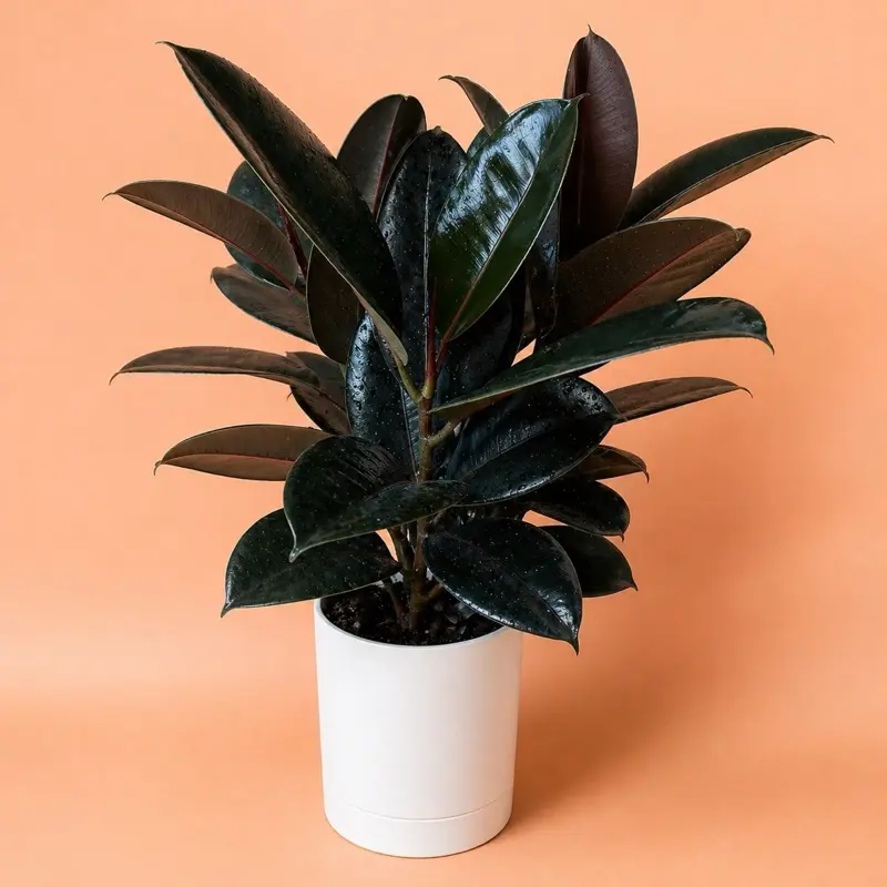 XL Ficus Elastica Burgundy 8" pot   Live Tropical House Plant - Unique Burgundy Leaves, Beginner-Friendly 8" pot