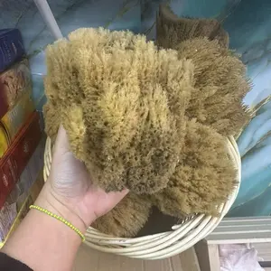 Esponja de mar