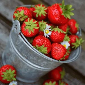 Honeoye June Bearing Strawberry Plants | Bare Root | High-Yield, Cold Hardy, Disease Resistant, Non-GMO