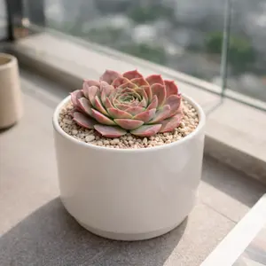 Sempervivum heuffelii 'Saffarina'