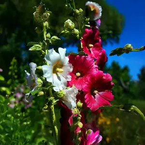 Hollyhock Seeds for Planting Multicolored Heirloom Double Hollyhock Seeds, Rare Biennial Attracts Pollinators