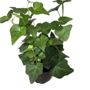 4” English Ivy