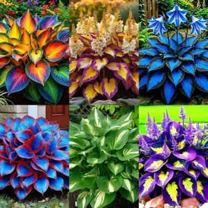 295+ USA PERMIUM Hosta Flower Seeds for Planting Home Garden-Non GMO Heirloom Stunning Home Pollinator Garden Blooms