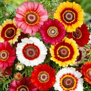 Rainbow Painted Daisy Seeds - Former Wildflower Tamed as a Colorful Sunny Annual and Cut Flower | 200 seeds