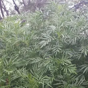 Huacatay Black Mint (Tagetes minuta) Organic Seeds – Aromatic Peruvian Herb for Culinary and Traditional Use