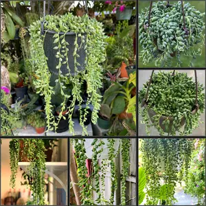 Gorgeous String of Raindrops Succulent Starter Plant Rooted & Established