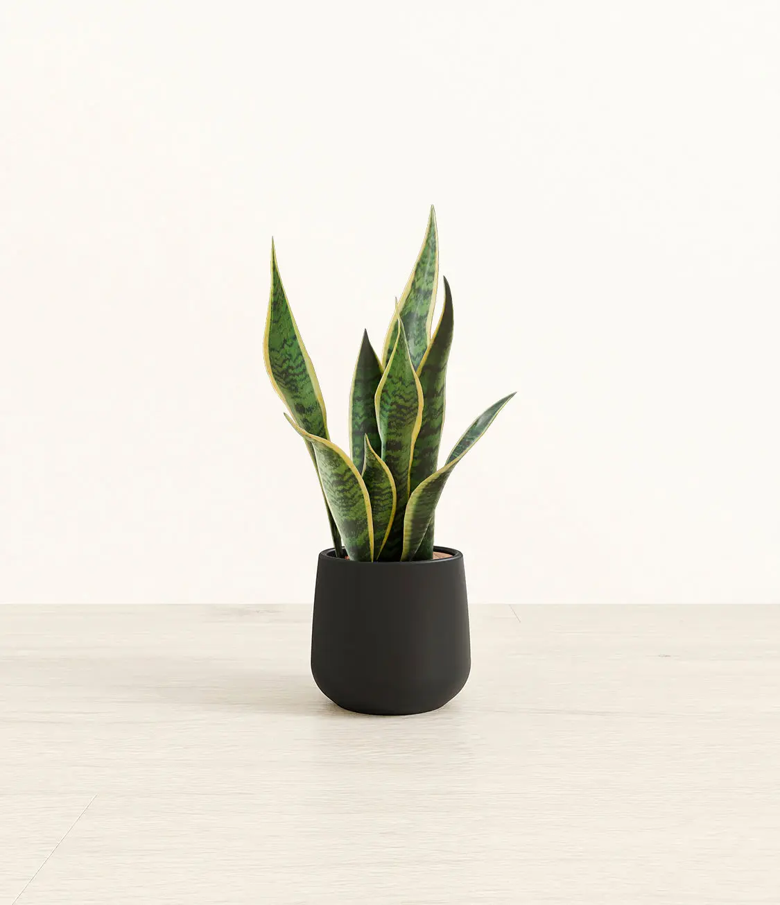 Golden Snake Plant