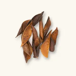 Natural Sappanwood Pods (12c) by Betta Botanicals for Blackwater Aquariums & Shrimp Tanks
