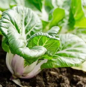 TomorrowSeeds - Baby White Stem Bok Choy Seeds -  Extra Dwarf Canton Pak Choi Seeds USA Pok Choy Chinese Cabbage Asian Vegetable Seed For 2024