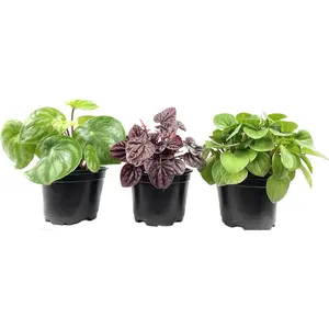 Peperomia Multi Pack - 3 Live Plants in 4 Inch Pots - Varieties are Grower's Choice Based On Health, Beauty and Availability - Beautiful Clean Air Indoor Plant