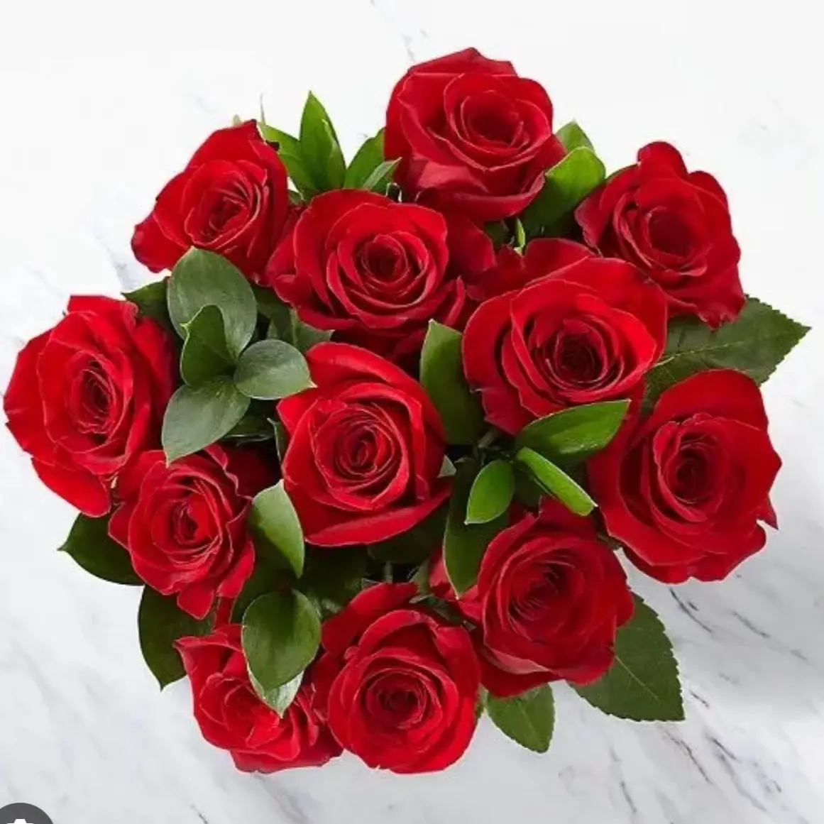 1 Dozen Fresh Cut Red Roses Decor Bouquet Flower Decorative for Valentine's Day - Fruit