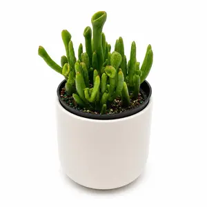 Crassula Ovata "Gollum" Live Succulent Plant, 4-in Pot, Indoor Garden Supply for Home Improvement