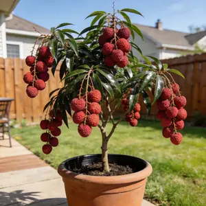 Lychee Tree Live Plant, Non-GMO Heirloom Fruit Tree Sapling for Potted Plants, Greenhouse and Outdoor Garden Growing