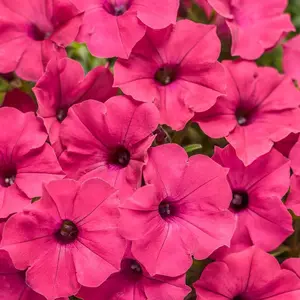 Supertunia Vista® Fuchsia Petunia