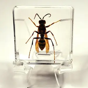 38mm Real Asian Hornet in Crystal Clear Lucite Resin Specimen Preserve Insect Bug Taxidermy Crafts Collection