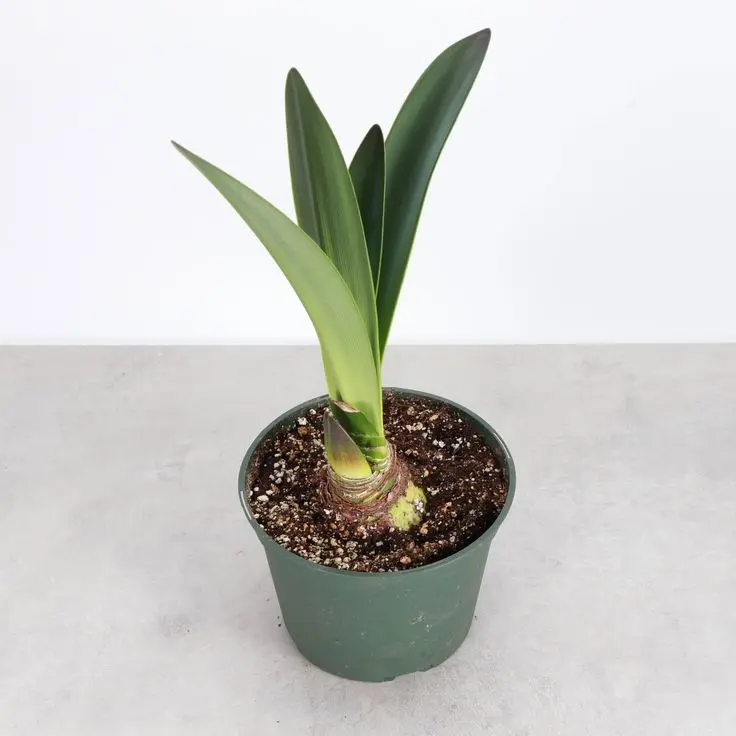 Amaryllis Bulb, Easy to Grow Flower Bulbs for Home Garden Decor