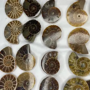 Small ammonite natural crystal home decore