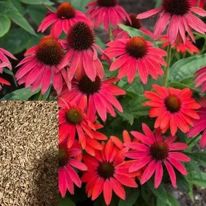 Green River 50 Fire Red Coneflower Seeds - Flower Seed Pack, Perennial Pollinator Plants, Fast-Growing Rare Seeds for Gardening, Outdoor Planting, Clearance Garden Blooms