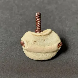 Natural Sea Shell with Unique Design and Twisted Accent Piece