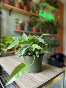 6" Cebu Blue Pothos | Rare Blue Trailing Houseplant | Fast Growing Tropical Vine | Silvery Blue Indoor Vine