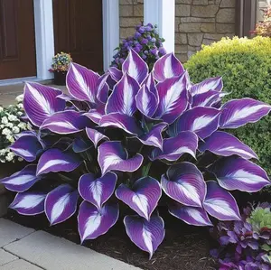Hosta 300pcs Mix Colorful Seeds for Outdoor Garden Planting Perennial Non-GMO Flowers Easy to Grow in Gardens and Pots Rich in Color