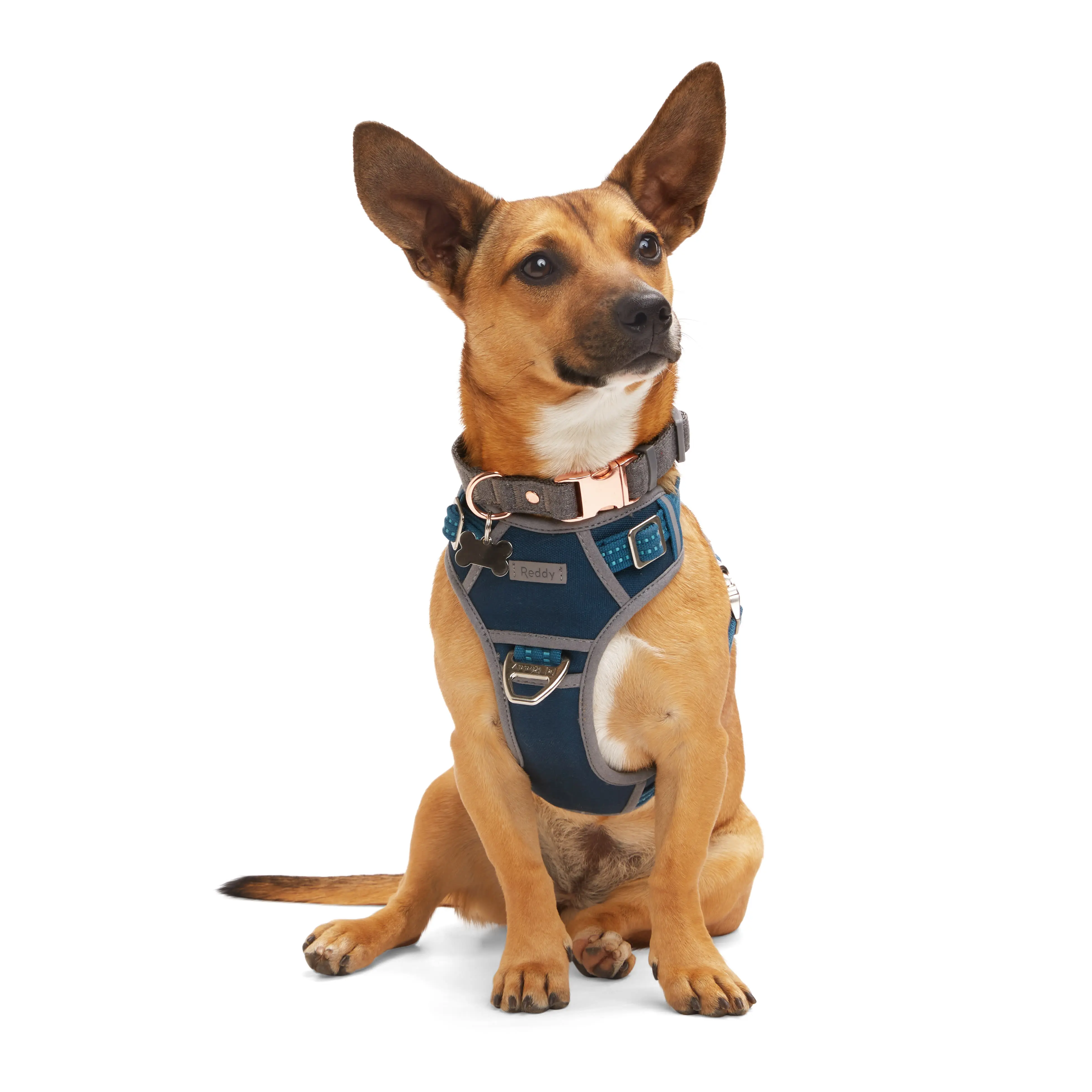 Reddy Canvas Dog Harness Reddy Canvas Dog Harness
