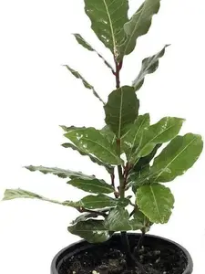 Laurus nobilis - 'Bay Leaf Tree' - Bay Laurel or Sweet Bay - Live Plant