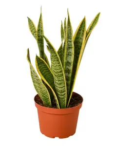 4" Laurentii Snake Plant - United States Origin - Vibrant Green & Yellow Leaves - Ideal for Indoor Decor